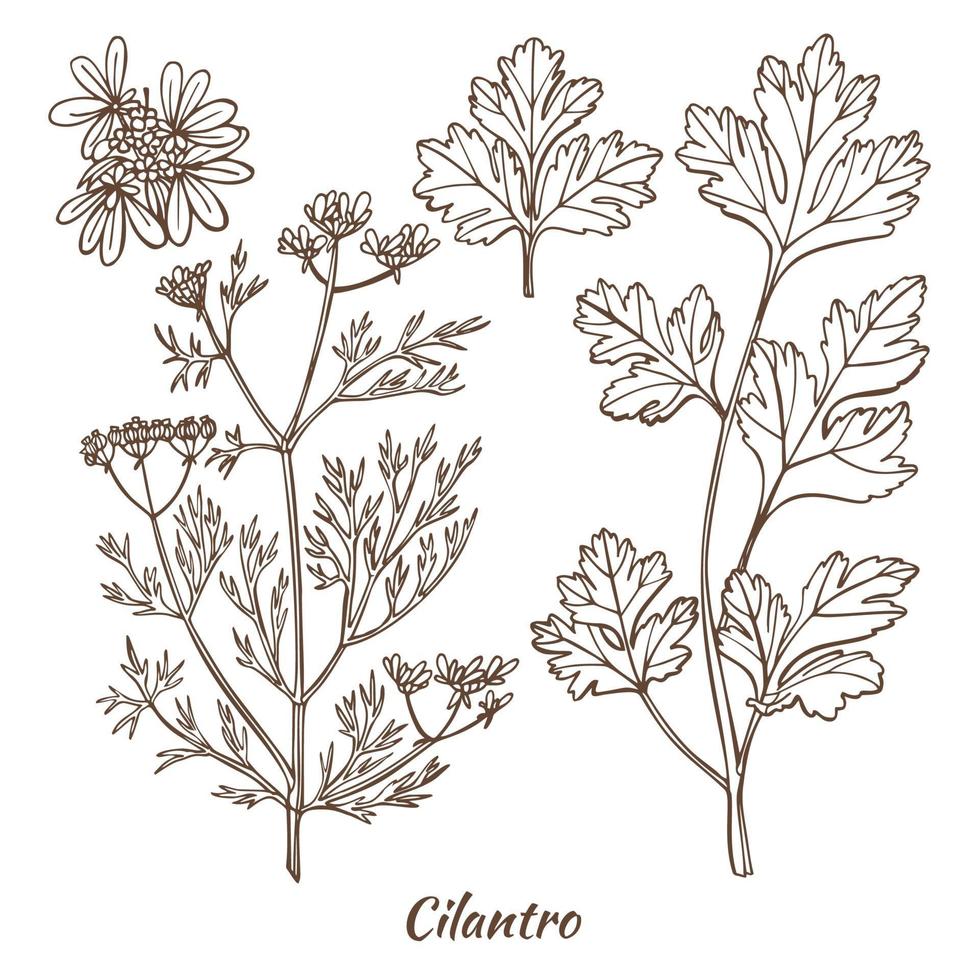 cilantro and coriander leaves, stem and seeds