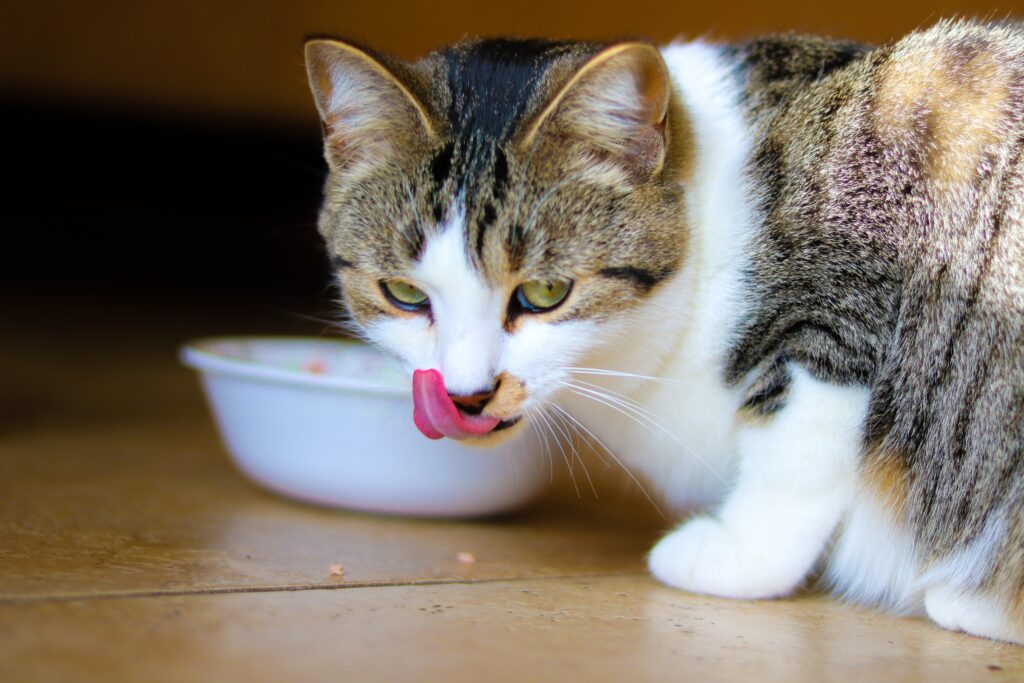 american cat eating dry food
