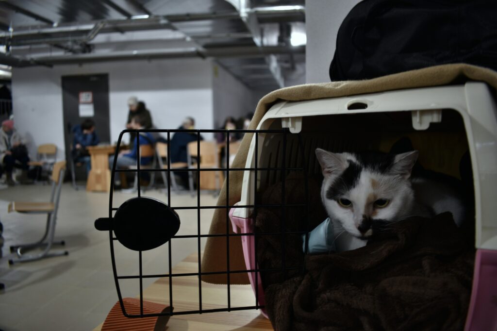 american cat in a shelter
